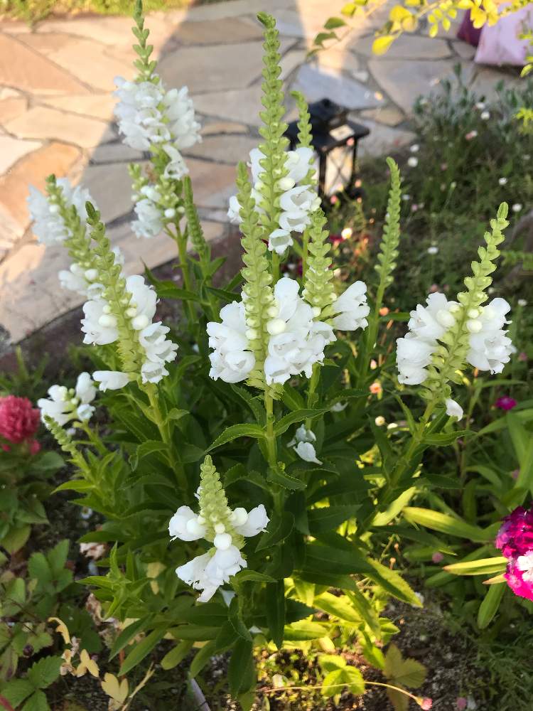 ガーデニングの投稿画像 By きのこさん 白い花と花のある暮らしとナチュラルスタイル 19月6月27日 Greensnap グリーンスナップ