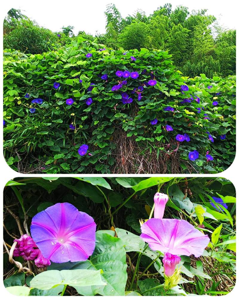 マルプーラッキー散歩の投稿画像 By Lucky514さん 琉球朝顔 と花のある暮らしとお散歩と6月と地植え 19月6月27日 Greensnap グリーンスナップ