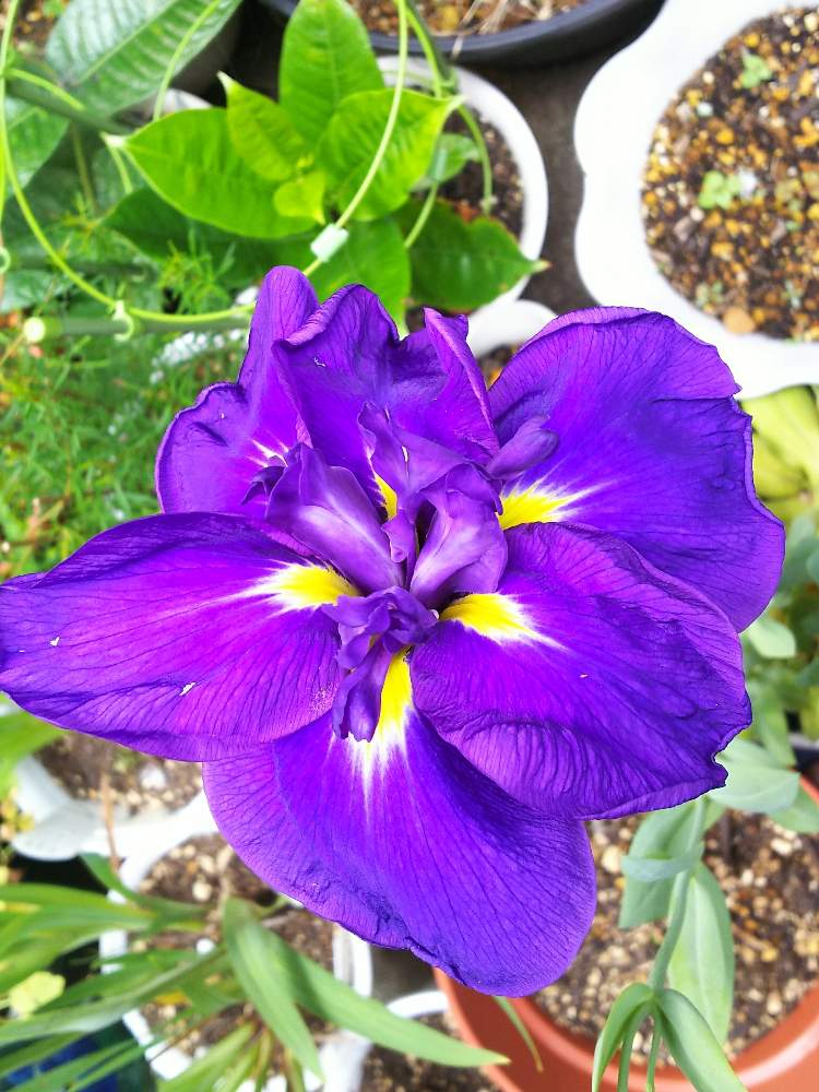 けいしゃんさんの投稿画像 19 06 27 22 15 52 0 Greensnap グリーンスナップ Greensnap グリーンスナップ