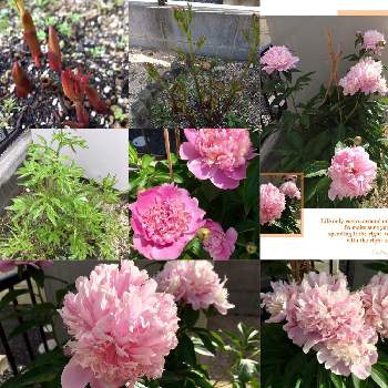 シャクヤク ソルベットの投稿画像一覧 Greensnap グリーンスナップ