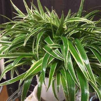 シャムオリヅルランの投稿画像一覧 Greensnap グリーンスナップ