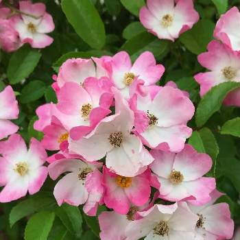 バラ バレリーナの画像 by ひろりん♪さん | お出かけ先とバラ バレリーナとバラ園とピンク色の花とばら バラ 薔薇と花のある風景