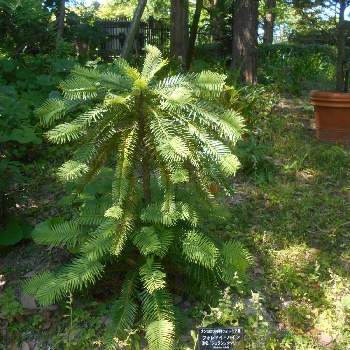 ウォレマイ パインの投稿画像一覧 Greensnap グリーンスナップ