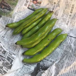 そら豆,京都,収穫物,今日の一枚,自家製野菜の画像