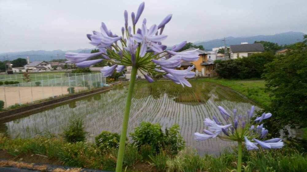 アガパンサスの投稿画像 By すずさん 花のある暮らしと青い花マニアとチーム ブルーno 26 19月6月 28日 Greensnap グリーンスナップ