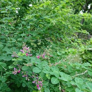 公園の植え込みの投稿画像一覧 Greensnap グリーンスナップ