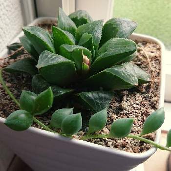 ハオルチア レツーサ 寿の投稿画像一覧 Greensnap グリーンスナップ