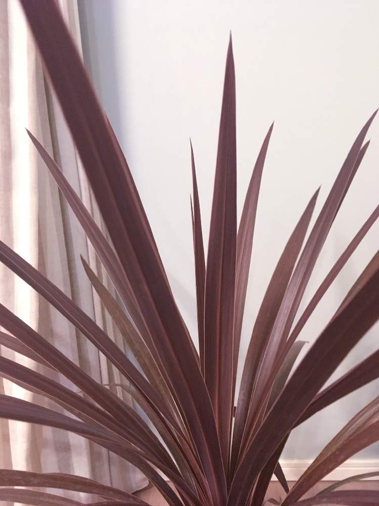 コルジリネ レッドスターの投稿画像 By スゥジィさん 観葉植物とリビングと台風避難と赤い葉っぱ 19月6月28日 Greensnap グリーンスナップ
