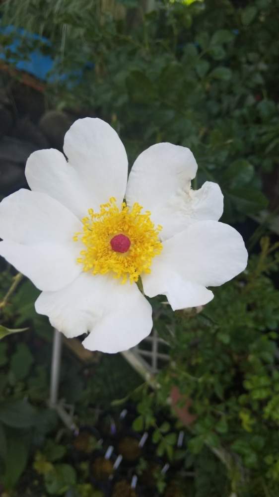 バラバラバラの投稿画像 By Kasumiさん 八重山野ばらとばら バラ 薔薇と山野草と日本のバラと美しいと鉢植えと花のある暮らしとかわいいと白い花とかわいいな 19月6月28日 Greensnap グリーンスナップ
