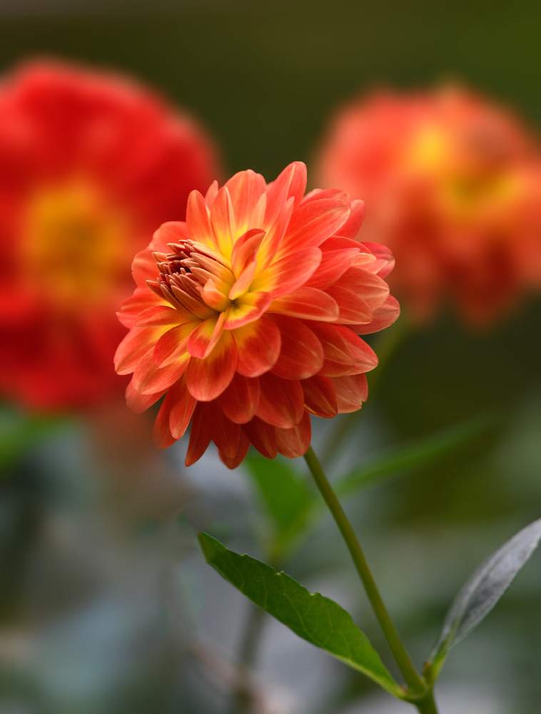 夢二蛍さんの投稿画像 19月6月28日 Greensnap グリーンスナップ