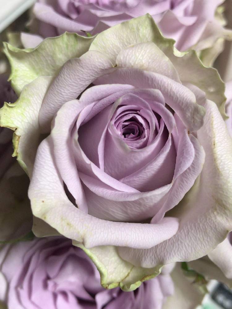バラの投稿画像 By Maguさん ケニアローズとモーニングデュウと部屋とみどりのある暮らしとカインズバラコンテスト19とベランダガーデニングとバラ 切り花品種とバラのある暮らしとケニアの薔薇とバラ 切り花とガーデニングと花のある暮らしとバラ ミニバラと薔薇