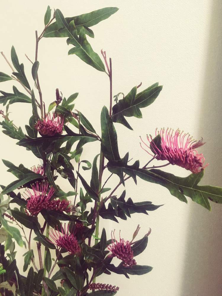 希少！グレビレア プーリンダロイヤルマントル