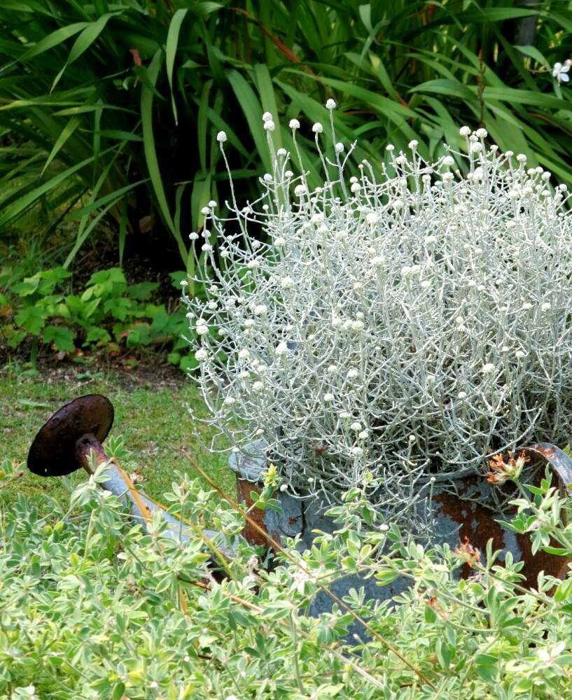 プラチーナの投稿画像 By ぺこりん さん カロケファルス シルバーブッシュとクッションブッシュと公園とgs映えとgs日和とつぼみとwildflower Gardenブルーボネットと散歩とボタニカルスポットとおでかけ先ときれいな色とお散歩と小さな花とかわいいな とお出かけ先に