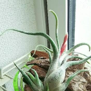 チランジア カプトメドゥーサエの花の投稿画像一覧 Greensnap グリーンスナップ