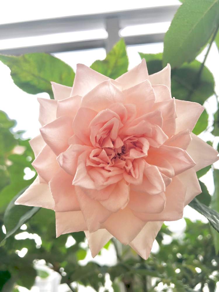 バラ サテンリボンの投稿画像 By はなむぐりさん バラ鉢植えとバラ ミニバラとばら バラ 薔薇とyajima Roses 19月6月28日 Greensnap グリーンスナップ