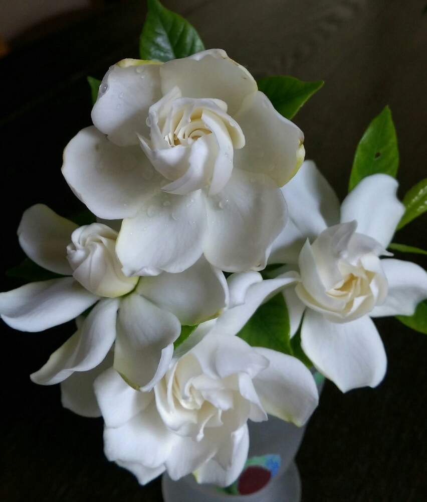 クチナシ 八重咲きの投稿画像 By はてはぁなさん 涼しげと香りを楽しむといい感じ と美しい と花のある暮らしと切り花とこのお花に 19月6月28日 Greensnap グリーンスナップ