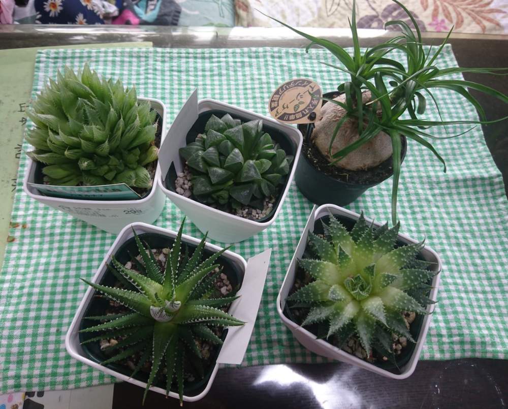 コメリの投稿画像 By 鍛冶屋さん また買っちゃった母ちゃん 19月6月28日 Greensnap グリーンスナップ