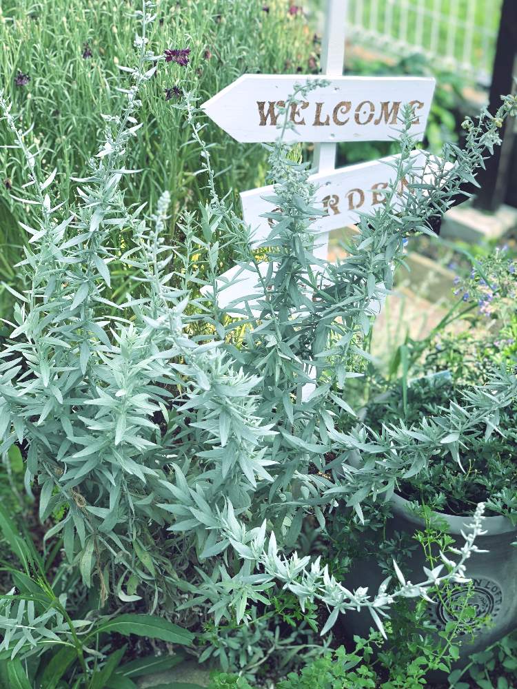 アルテミシア ルドビシアナの投稿画像 By Mimi さん 我が家の花壇とみどりのある暮らしとハーブコーナー 19月6月28日 Greensnap グリーンスナップ