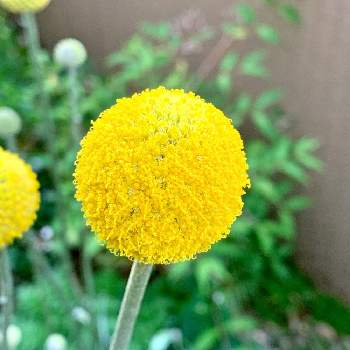 21a W新作 送料無料 Esprit Bohme グレーx黄色 クラスペディアの香 クッション クッションカバー 0 Free Www Ebridgemontessori Com