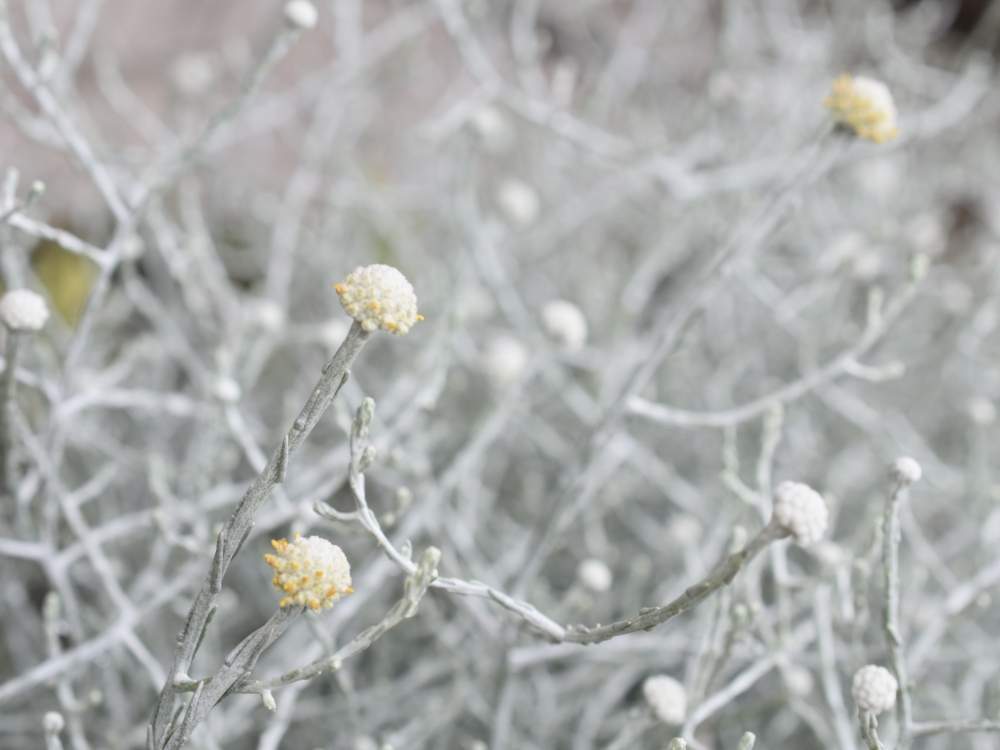 プラチーナの投稿画像 By Rossoさん 小さな庭と福岡と観葉植物と美容室と花壇とキク科と花のある暮らしとシルバーリーフと福岡と観葉植物と美容室と花壇とキク科と花のある暮らしとシルバーリーフ 19月6月28日 Greensnap グリーンスナップ Greensnap