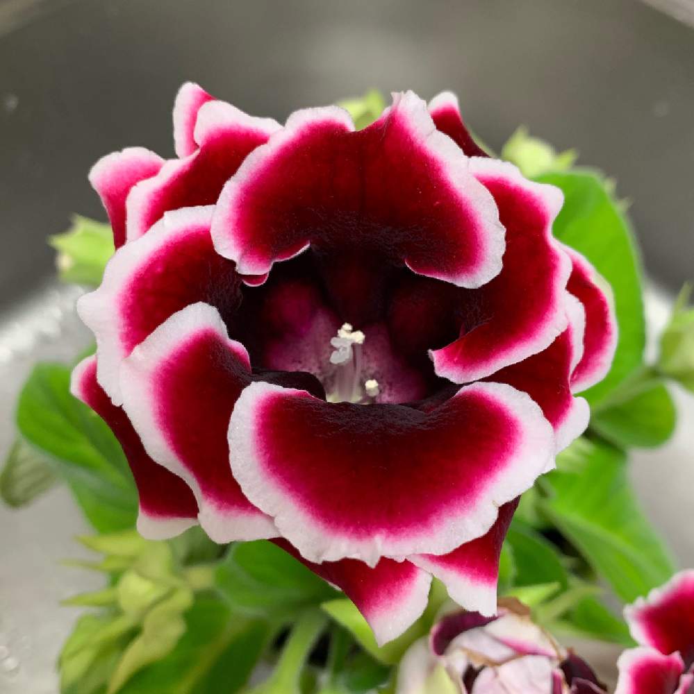 グロキシニアの投稿画像 By Ponさん 19月6月28日 Greensnap グリーンスナップ