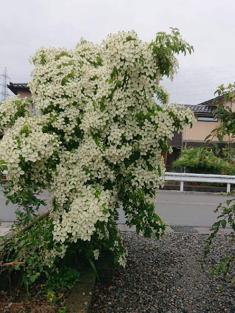 常緑ヤマボウシの投稿画像 By U1yamagishiさん 花のある暮らしとお庭を彩るお花 樹木フォトコン 19月6月28日 Greensnap グリーンスナップ