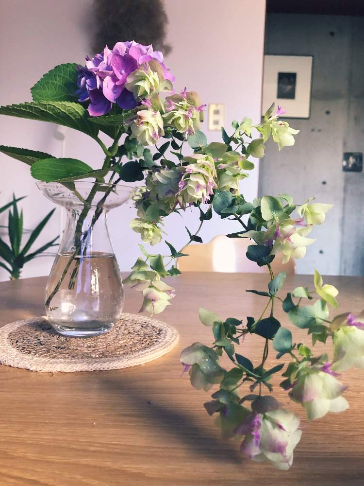 オレガノ ケントビューティーの投稿画像 By John16さん 花器と紫陽花 アジサイ あじさいとフラワーアレンジメントとガラス瓶と切り花 とインテリアときれいな色と花器と紫陽花 アジサイ あじさいとフラワーアレンジメントとガラス瓶と切り花ときれいな色 19月6月29日