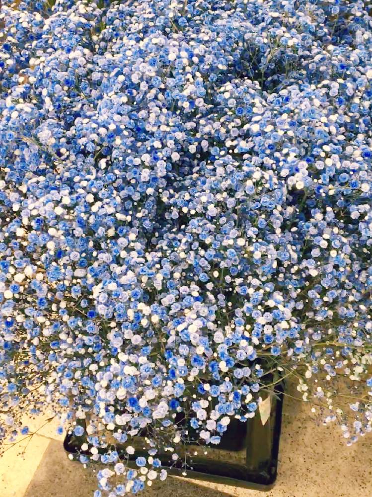 カスミソウの投稿画像 By 風に吹かれてさん かすみ草とお花屋さんと青色の花 19月6月29日 Greensnap グリーンスナップ