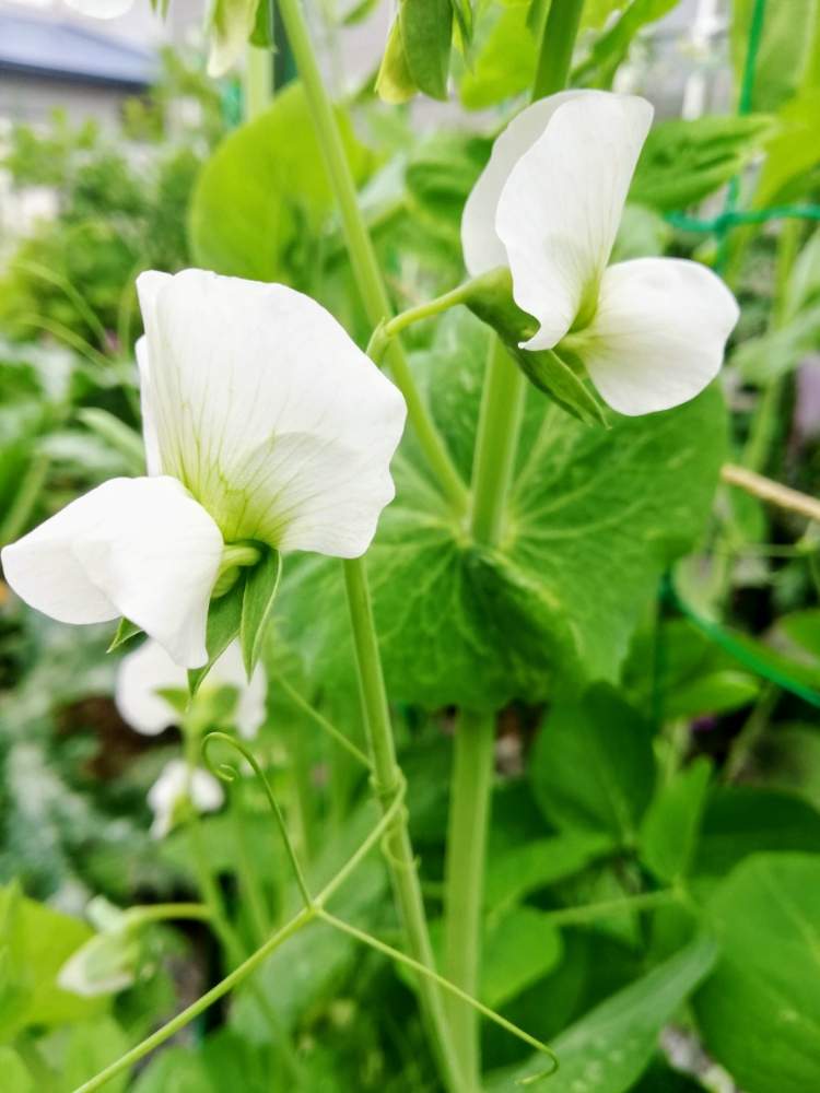 さやえんどうの投稿画像 By モコモコ さん 家庭菜園と白い花と花のある暮らし 19月6月29日 Greensnap グリーンスナップ