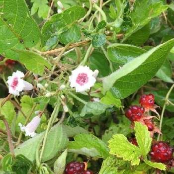 野いちご の投稿画像一覧 Greensnap グリーンスナップ