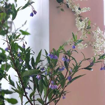 夏雪カズラの投稿画像一覧 Greensnap グリーンスナップ