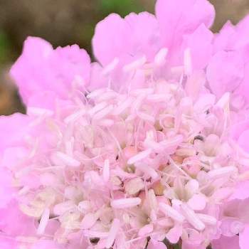 スカビオサ ピンクレースの投稿画像一覧 Greensnap グリーンスナップ