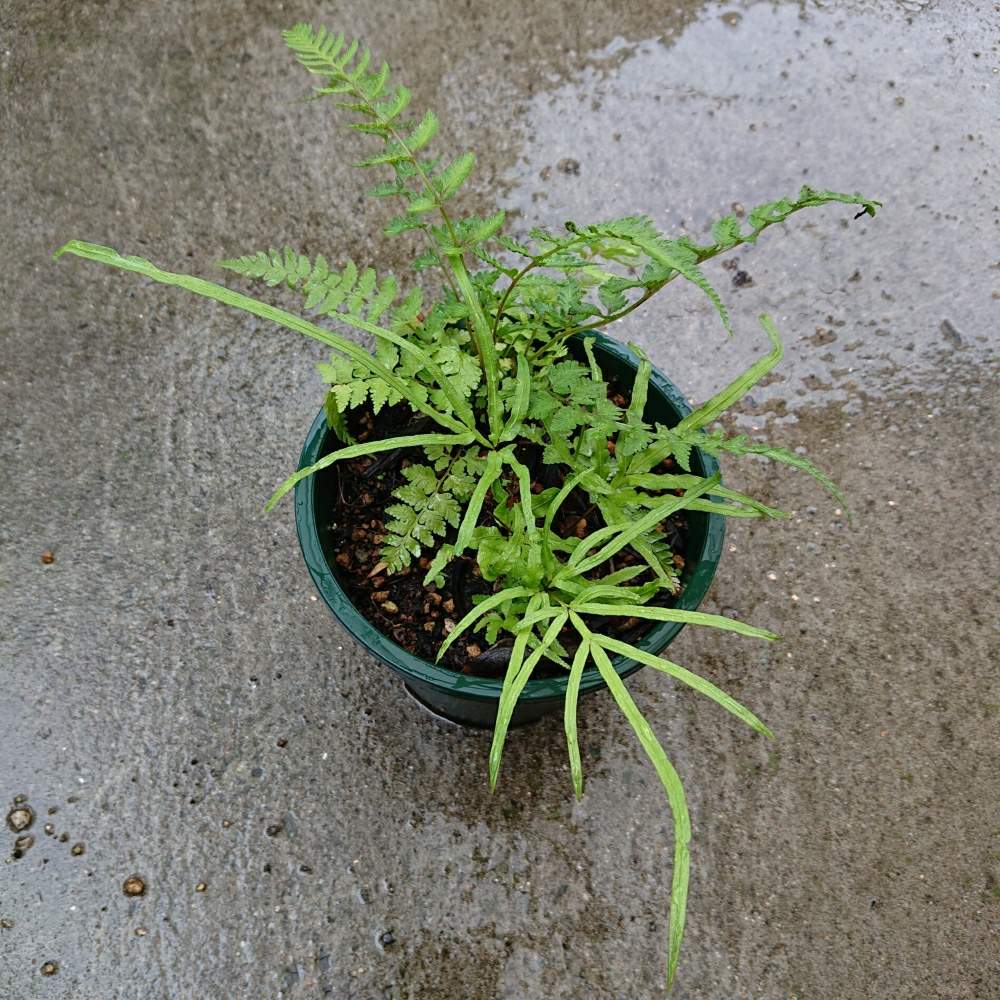 ベスト50 シダ 花 美しい花の画像