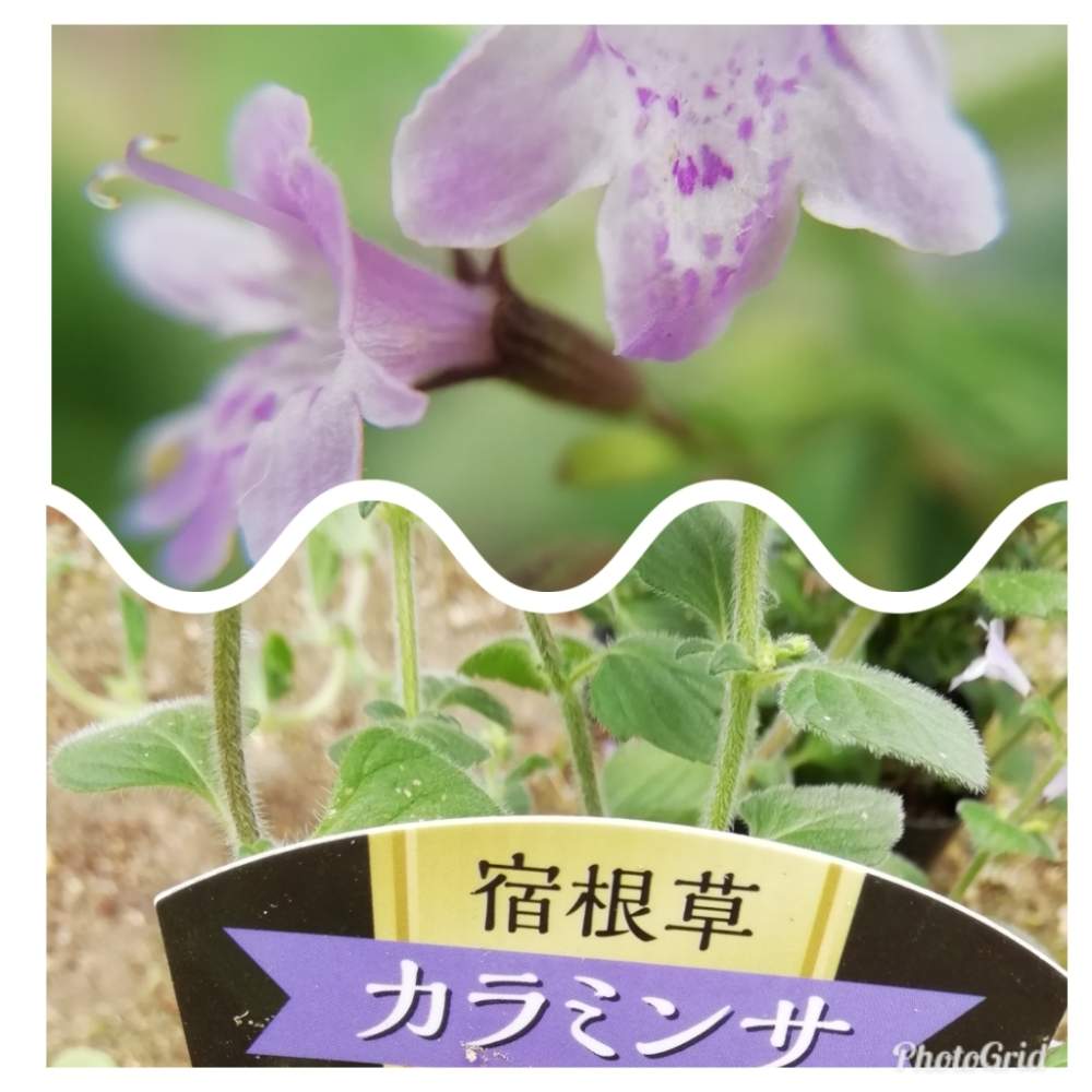 花のある暮らしの投稿画像 By はなちゃんさん 丸い葉っぱと紫色の小さな花 19月6月29日 Greensnap グリーンスナップ
