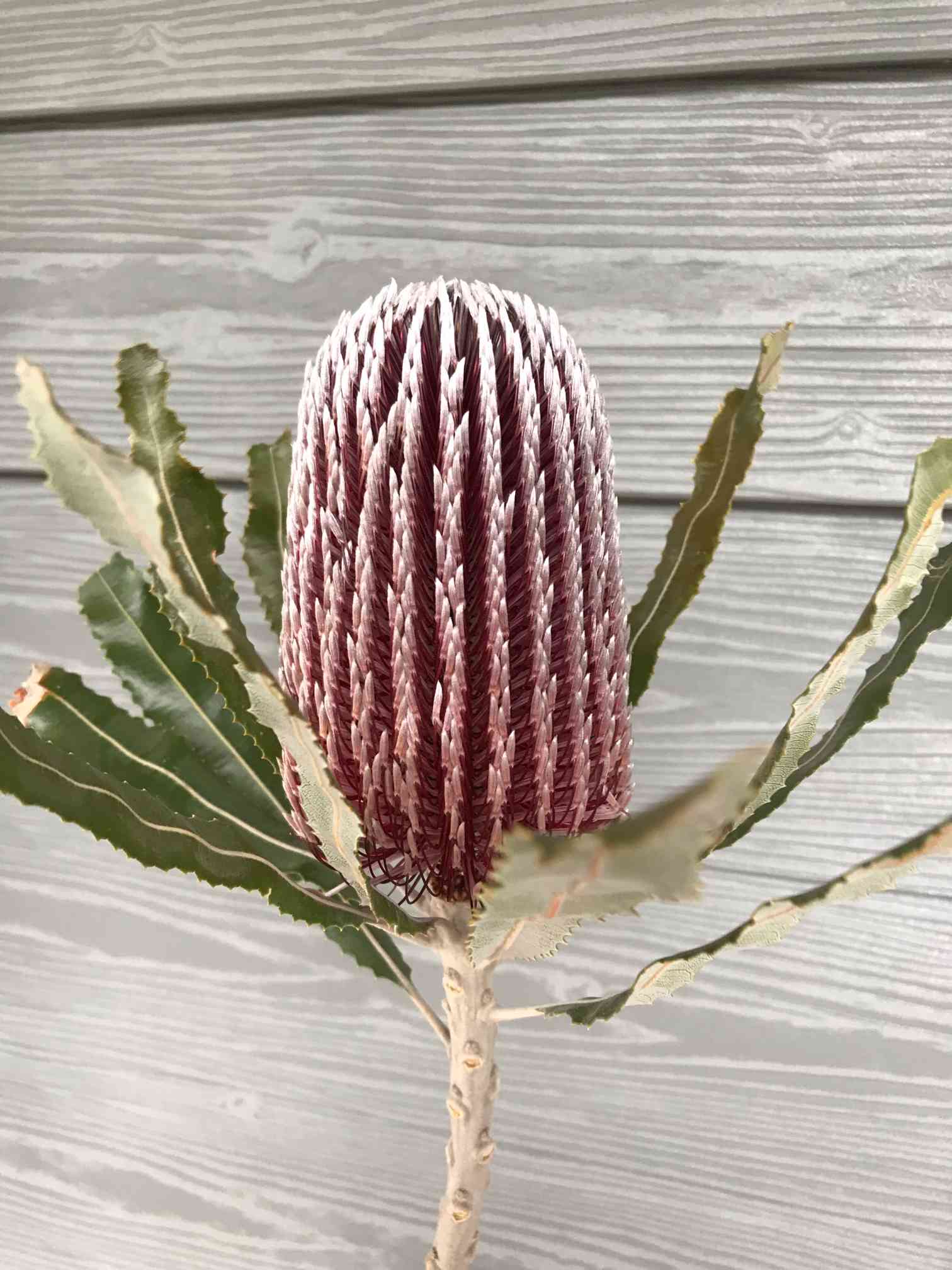 バンクシアメンジーシー