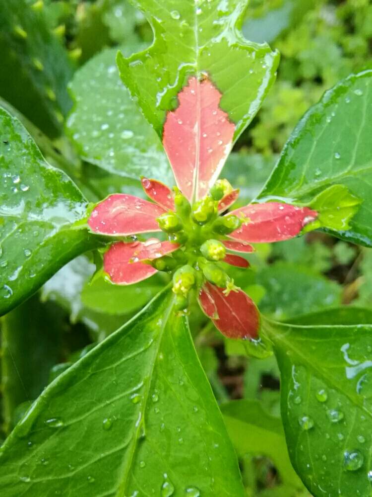 ショウジョウソウ サマーポインセチア の投稿画像 By もんもんチャンさん Htcとキュンキュン乙女倶楽部とありがとう 嵐 とお庭を彩るお花 樹木フォトコンと頑張れ えっことトウダイグサ科 とショウジョウソウ サマーポインセチア 19月6月29日 Greensnap