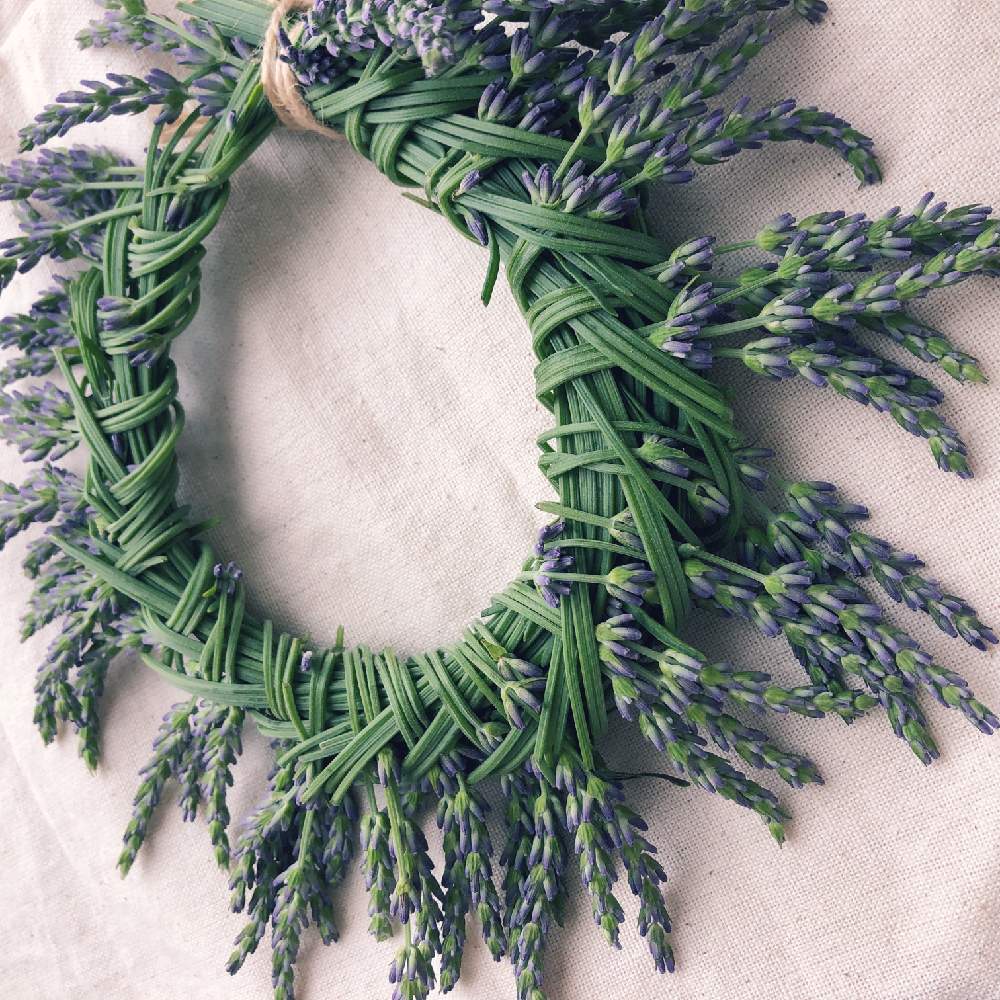 ラベンダーグロッソの投稿画像 By Chinami さん ドライフラワーとドライフラワー大好きとお花大好き とドライフラワーのある暮らしとハーブとリースと花のある暮らしとハーバルリース 19月6月29日 Greensnap グリーンスナップ