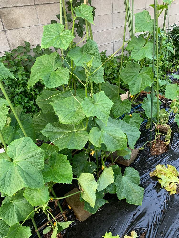 キュウリ 北進の投稿画像 By なおさん 家庭菜園とつる性植物と畑の中でと家庭菜園奮闘日記 19月6月29日 Greensnap グリーンスナップ