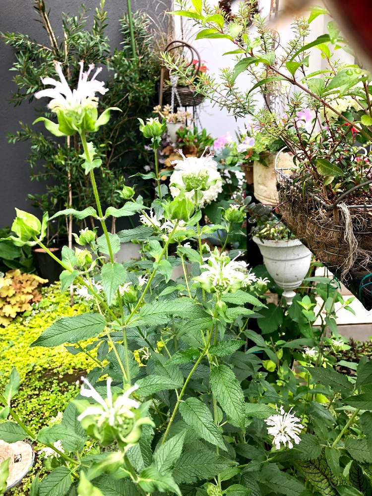 モナルダの投稿画像 By Naoariさん モナルダ ベルガモット と小さな庭と白い花と花のある暮らしと花が好きと白い花と花のある暮らしと花が好き 19月6月29日 Greensnap グリーンスナップ Greensnap グリーンスナップ