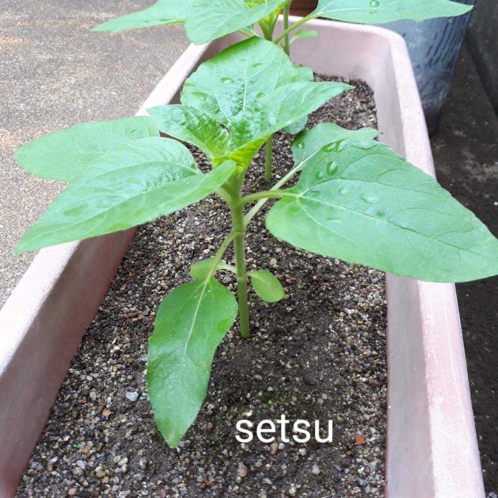 ひまわり日記 No 2 Greensnap グリーンスナップ