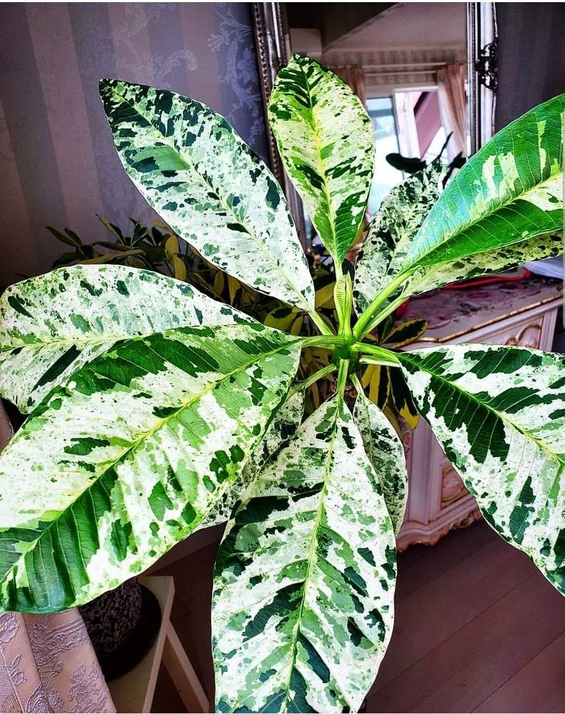 斑入り プルメリアの投稿画像 By 気の向くままに こるでぃあさん 元気いっぱいと植物とワンニャンに癒されると植物と暮らすと観葉植物と植物と共に暮らすとgreen Petを愛する会とgs映えとgs日和とハートのある暮らしと植中毒と今日の一枚と不思議と小さな幸せ と