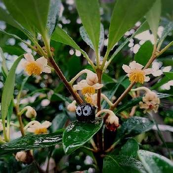 真っ黒クロスケの画像 by barbossa バルボッサさん | 小さな庭とモッコクの花とスマホ撮影とお庭を彩るお花・樹木フォトコンとGS映えと五月雨と真っ黒クロスケと花のある暮らし