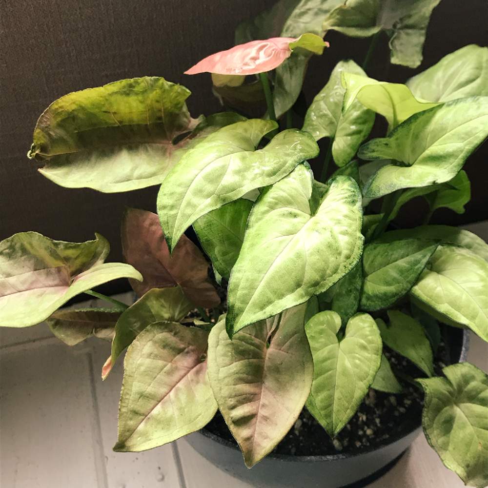 シンゴニウム ホワイトバタフライの投稿画像 By Mmさん シンゴニウムピンクバタフライ 19月6月29日 Greensnap グリーンスナップ Greensnap グリーンスナップ