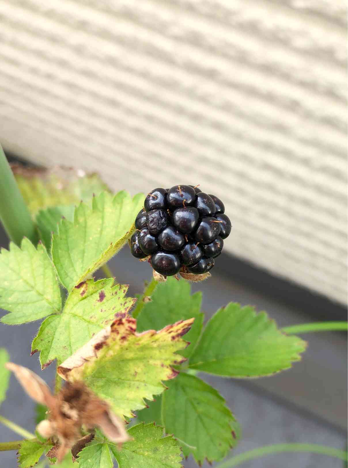 ブラックベリー育成記録｜?GreenSnap（グリーンスナップ）