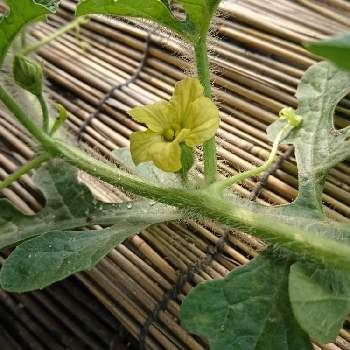 スイカの雌花の投稿画像一覧 Greensnap グリーンスナップ