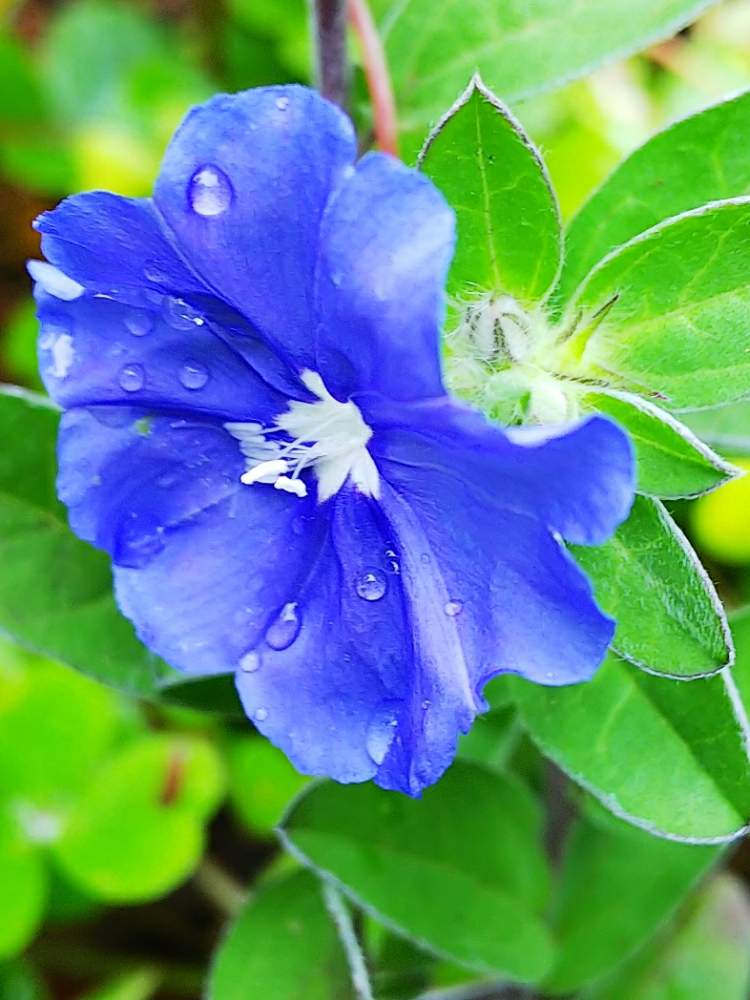 アメリカンブルーの投稿画像 By はなはなさん かわいいな と色鮮やか と可愛い花と静けさ 19月6月29日 Greensnap グリーンスナップ