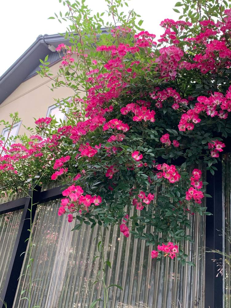 薔薇 カクテル の投稿画像 By Yoshimiさん 薔薇カクテルとつるバラ ピンクカクテルと花のある暮らしとバラ初心者 2019月6月29日 Greensnap グリーンスナップ