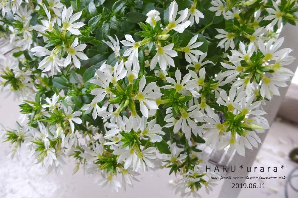 バルコニー/ベランダの画像 by H・A・R・Uさん | バルコニー/ベランダとサンク・エール・ホワイトと満開とベランダガーデンとガーデニングと花のある暮らしと白い花とバルコニスト