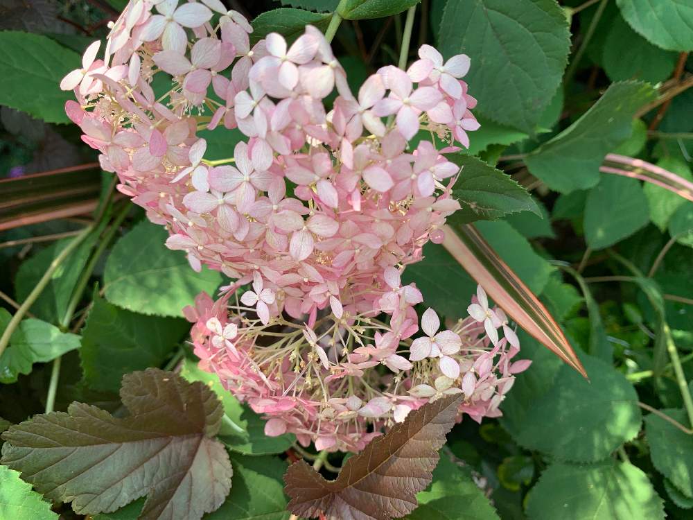 ピンクアナベルの投稿画像 By キャンディータフトさん ニューサイランとアメリカテマリシモツケ ディアボロと庭木と花のある暮らしと色にこだわる 2019月6月29日 Greensnap グリーンスナップ