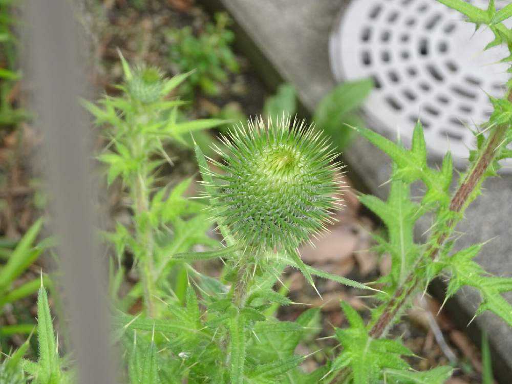 トゲトゲ Greensnap グリーンスナップ